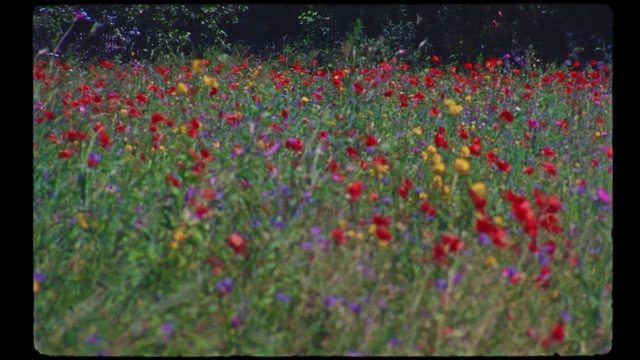 Video Reference: Flower, Plant, Petal, People in nature, Natural landscape, Grass, Herbaceous plant, Magenta, Flowering plant, Groundcover