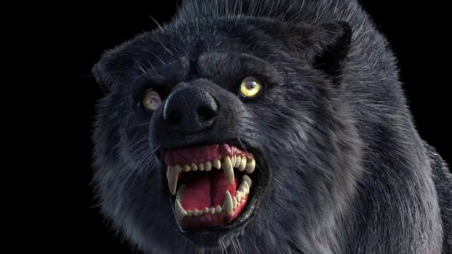 Video Reference: Carnivore, Jaw, Whiskers, Snout, Terrestrial animal, Fang, Dog breed, Fur, Wildlife, Plant