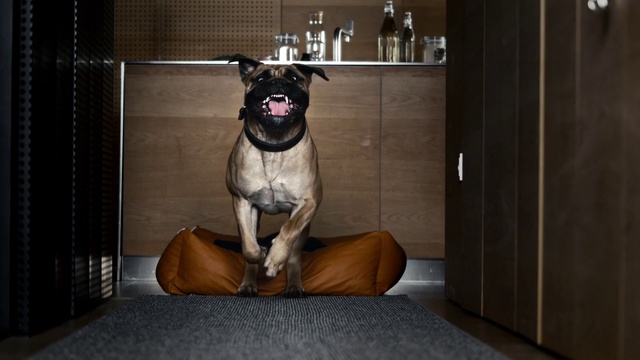 Video Reference: Dog, Vertebrate, Dog breed, Working animal, Carnivore, Mammal, Grey, Companion dog, Floor, Fawn