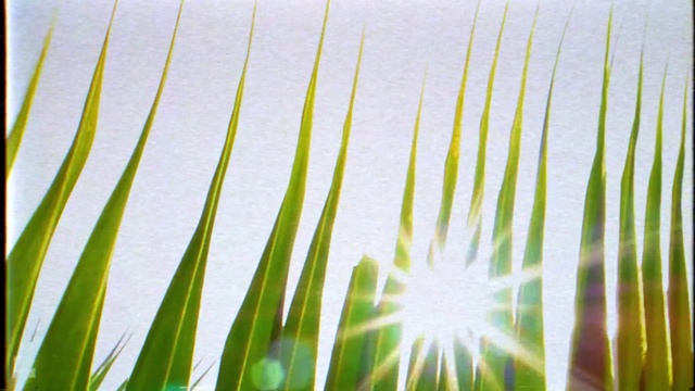 Video Reference: Sky, Terrestrial plant, Line, Arecales, Plant, Grass, Landscape, Symmetry, Flowering plant, Pattern