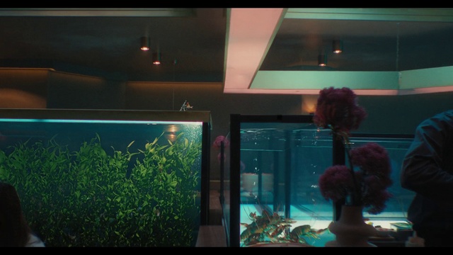 Video Reference: Water, Vertebrate, Plant, Organism, Glass, Electric blue, Display device, Marine biology, Entertainment, Transparent material