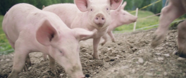 Video Reference: Vertebrate, Fawn, Grass, Terrestrial animal, Adaptation, Snout, Landscape, Livestock, Domestic pig, Suidae