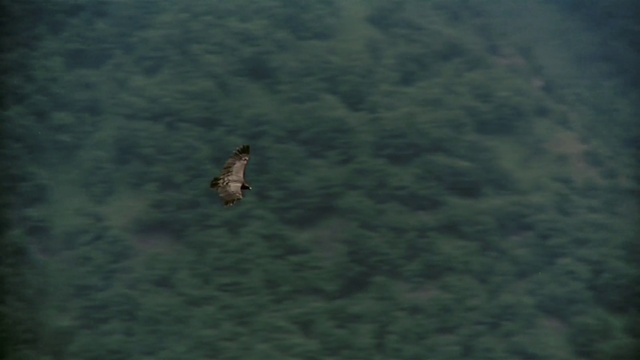 Video Reference: Bird, Accipitridae, Falcon, Beak, Falconiformes, Eagle, Accipitriformes, Bird of prey, Wing, Harrier