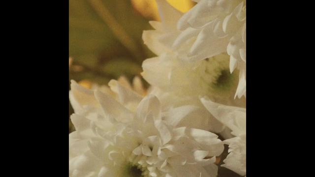 Video Reference: Flower, Plant, Petal, Tints and shades, Flowering plant, Bridal accessory, Rose family, Wedding ceremony supply, Cut flowers, Rose order