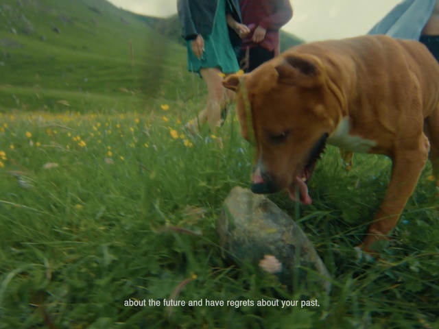 Video Reference: Dog, Plant, Carnivore, Working animal, Dog breed, People in nature, Grass, Flower, Fawn, Companion dog