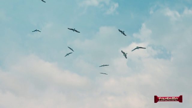 Video Reference: Cloud, Sky, Bird, Animal migration, Wing, Water bird, Bird migration, Wildlife, Flock, Flight