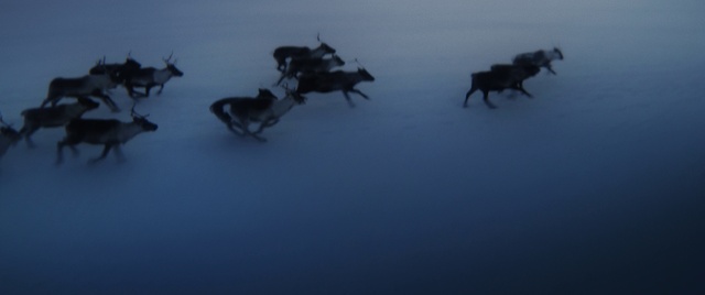 Video Reference: Insect, Arthropod, Pest, Freezing, Parasite, Event, Electric blue, Terrestrial animal, Herd, Winter