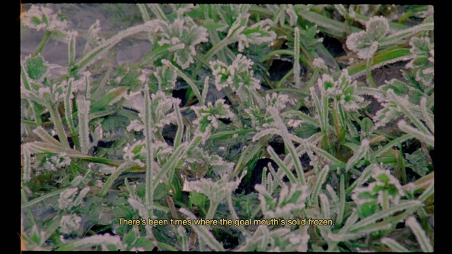 Video Reference: Plant, Flower, Terrestrial plant, Grass, Groundcover, Tree, Shrub, Flowering plant, Annual plant, Frost