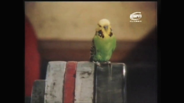 Video Reference: Bird, Rectangle, Organism, Beak, Natural material, Parrot, Wood, Parakeet, Font, Feather