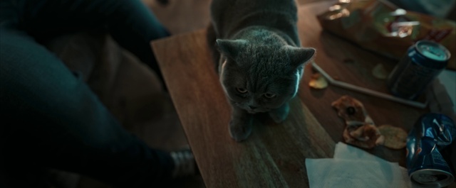 Video Reference: Cat, Felidae, Small to medium-sized cats, Carnivore, Ear, Grey, Wood, Whiskers, Fawn, Plant