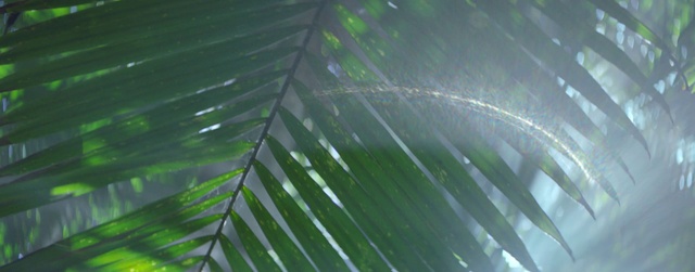 Video Reference: Water, Plant, Terrestrial plant, Tree, Arecales, Grass, Pattern, Natural material, Palm tree, Macro photography