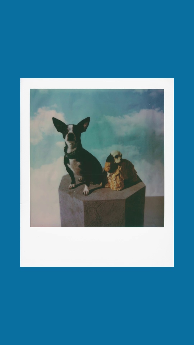 Video Reference: Sky, Fawn, Cloud, Working animal, Art, Rectangle, Font, Terrestrial animal, Landscape, Rabbits and Hares