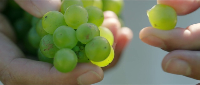 Video Reference: Food, Fruit, Gesture, Grape, Staple food, Seedless fruit, Finger, Natural foods, Superfood, Flowering plant