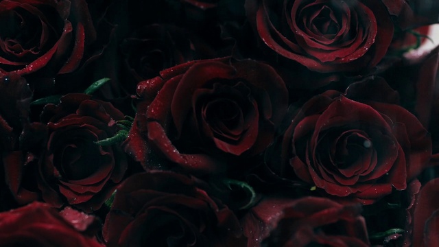Video Reference: Flower, Plant, Petal, Organism, Pink, Hybrid tea rose, Red, Rose, Flowering plant, Garden roses
