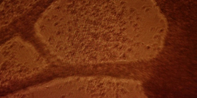 Video Reference: Wood, Flooring, Tints and shades, Wool, Landscape, Pattern, Fur, Soil, Peach, Hardwood