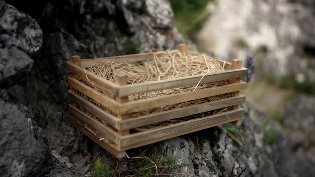 Video Reference: Beehive, Insect, Pollinator, Wood, Natural material, Wood stain, Grass, Arthropod, Trunk, Lumber