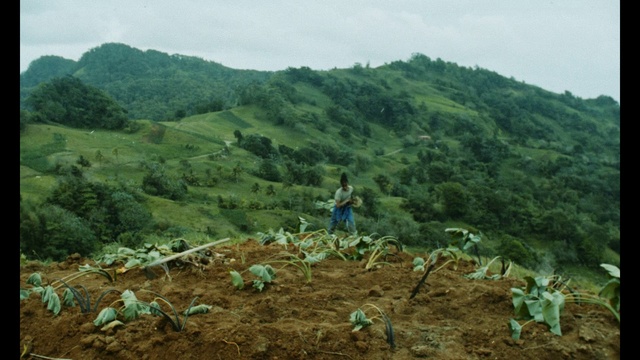 Video Reference: Sky, Plant, Plant community, Ecoregion, Mountain, Green, Natural landscape, Land lot, Grassland, Shrub