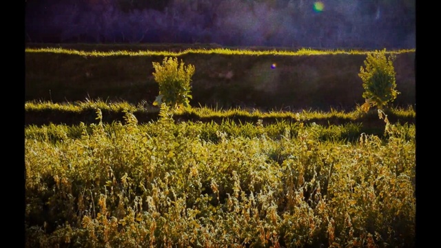 Video Reference: Plant, Ecoregion, Sky, Natural landscape, Cloud, Sunlight, Grass, Grassland, Landscape, Agriculture