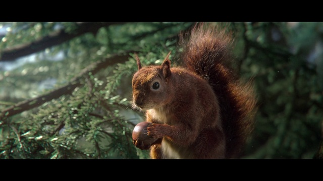 Video Reference: Eurasian Red Squirrel, Plant, Wood, Rodent, Squirrel, Whiskers, Fawn, Grey squirrel, Terrestrial animal, Fox squirrel