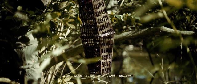 Video Reference: Twig, Terrestrial plant, Wood, Trunk, Natural material, Grass, Spider web, Feather, Plant, Forest