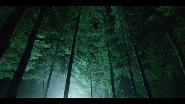 Video Reference: Atmosphere, People in nature, Nature, Plant, Natural landscape, Wood, Tree, Branch, Terrestrial plant, Trunk