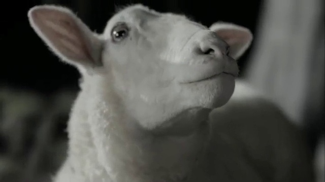 Video Reference: Jaw, Ear, Whiskers, Terrestrial animal, Snout, Livestock, Monochrome photography, Monochrome, Fur, Wildlife