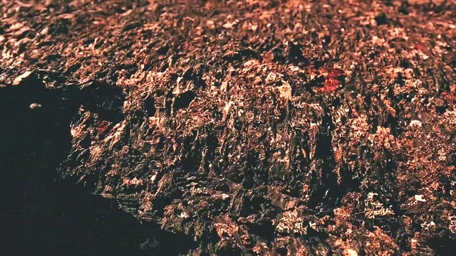 Video Reference: Brown, Tints and shades, Geological phenomenon, Landscape, Grass, Event, Plant, Natural landscape, Soil, Wood