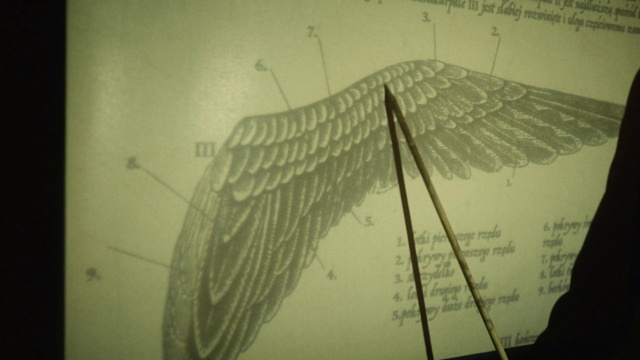 Video Reference: Organism, Twig, Plant, Black-and-white, Font, Art, Sky, Tints and shades, Feather, Slope