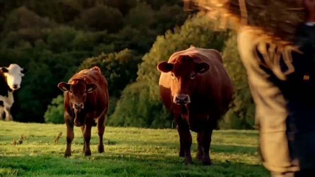 Video Reference: Vertebrate, Plant, Natural environment, Human body, Mammal, Natural landscape, Working animal, Dairy cow, Grazing, Fawn