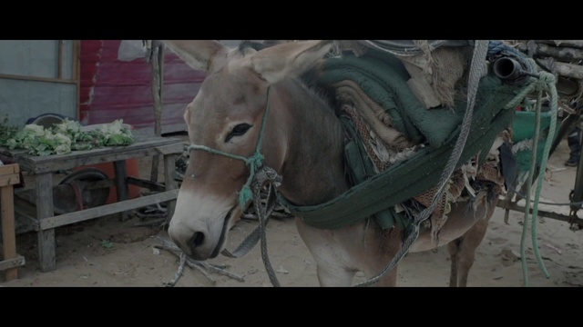 Video Reference: Horse, Vertebrate, Plant, Working animal, Bit, Mammal, Horse tack, Horse supplies, Liver, Bridle