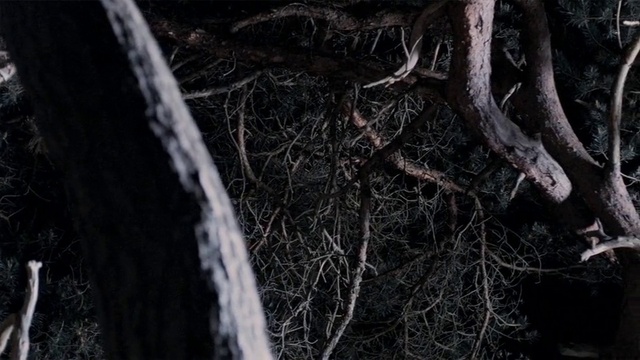 Video Reference: Natural environment, Wood, Branch, Twig, Grey, Trunk, Grass, Tree, Freezing, Terrestrial plant