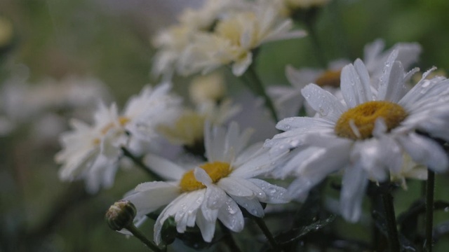 Video Reference: Flower, Plant, Petal, Terrestrial plant, Grass, Flowering plant, Meadow, Annual plant, Daisy family, Pollen