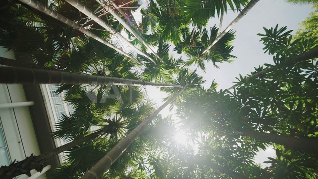 Video Reference: Sky, Plant, Leaf, Botany, Branch, Terrestrial plant, Arecales, Vegetation, Tree, Woody plant