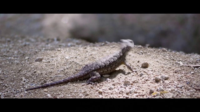Video Reference: Reptile, Iguania, Lizard, Scaled reptile, Wall lizard, Terrestrial animal, Tail, Landscape, Soil, Dragon lizard