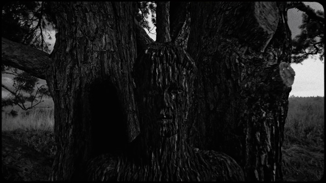 Video Reference: Wood, Trunk, Natural landscape, Terrestrial plant, Black-and-white, Plant, Twig, Grass, Tints and shades, Forest