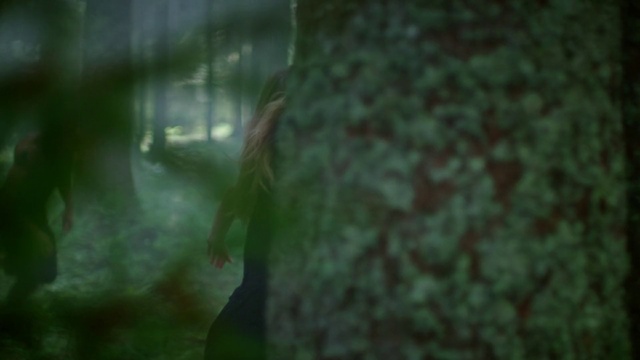 Video Reference: Terrestrial plant, Plant, Wood, Trunk, Twig, Grass, Landscape, Wildlife, Darkness, Tree