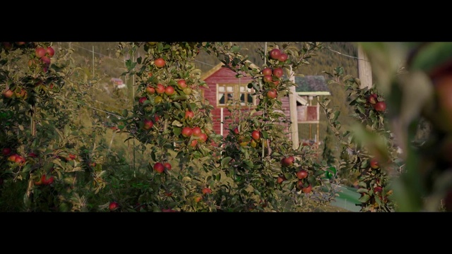 Video Reference: Flower, Plant, Window, Petal, Branch, Organism, Grass, Font, Woody plant, Twig