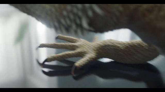 Video Reference: Gesture, Felidae, Wood, Nail, Tints and shades, Toy, Whiskers, Snout, Thumb, Small to medium-sized cats