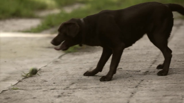 Video Reference: Dog, Dog breed, Carnivore, Liver, Terrestrial animal, Fawn, Companion dog, Plant, Snout, Tail