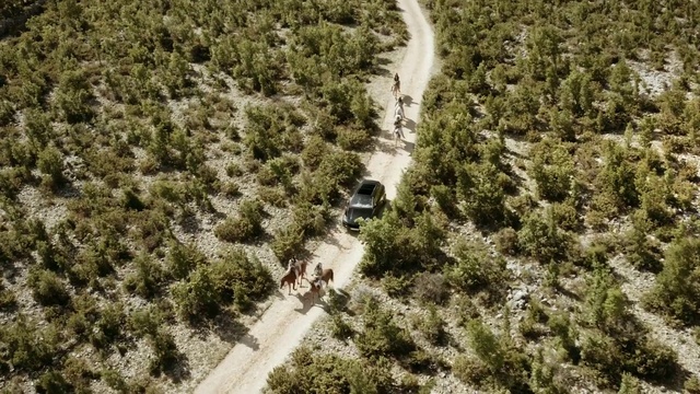 Video Reference: Plant, Plant community, Ecoregion, Natural environment, Vehicle, Tree, Thoroughfare, Grass, Woody plant, Car