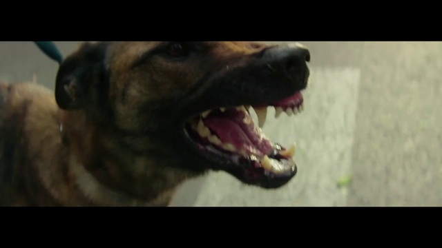 Video Reference: Dog, Carnivore, Jaw, Working animal, Dog breed, Collar, Whiskers, Ear, Companion dog, Fang