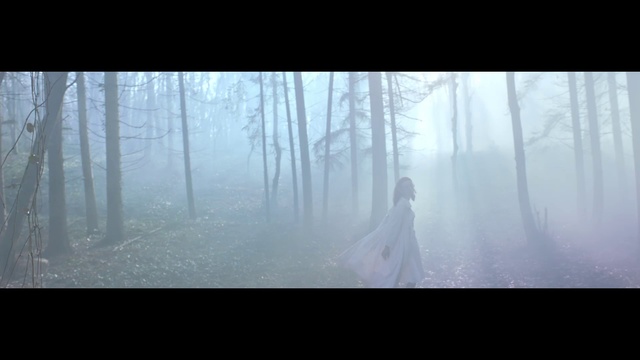 Video Reference: Atmosphere, Plant, Sky, People in nature, Natural landscape, Fog, Branch, Wood, Cloud, Tree