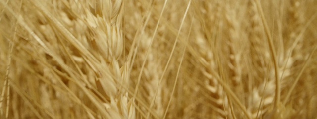 Video Reference: Khorasan wheat, Plant, Ingredient, Wood, Einkorn wheat, Natural landscape, Terrestrial plant, Agriculture, Dinkel wheat, Grass