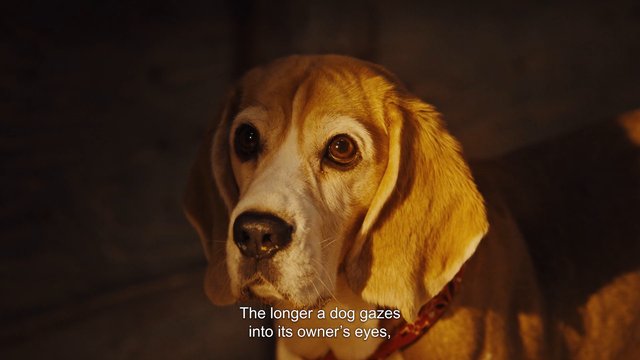 Video Reference: dog, beagle, close-up, pet, animal, portrait, low light, warm lighting, indoors, subtitle, text overlay, gaze, cute, brown and white, collar