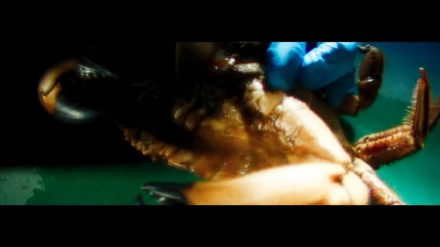 Video Reference: Event, Entertainment, Underwater, Electric blue, Nail, Marine biology, Metal, Eyewear, Fashion accessory, Music