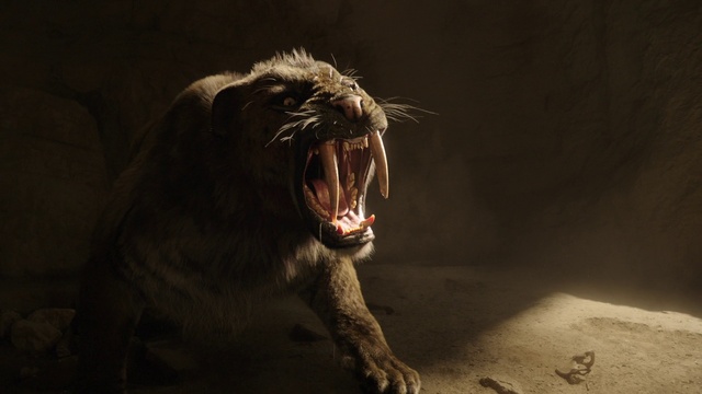 Video Reference: Roar, Fang, Felidae, Jaw, Big cats, Carnivore, Extinction, Terrestrial animal, Whiskers, Lion