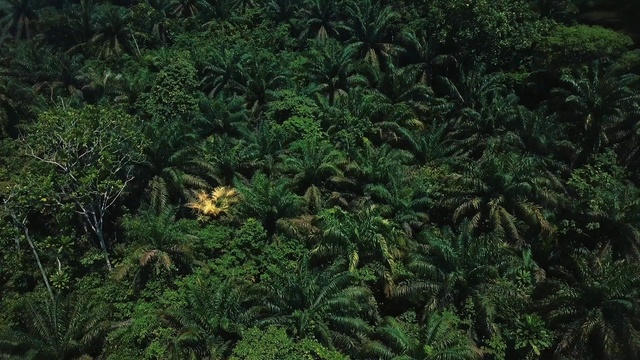 Video Reference: Terrestrial plant, Evergreen, Plant, Groundcover, Shrub, Flowering plant, Larch, Landscape, Subshrub, Temperate broadleaf and mixed forest