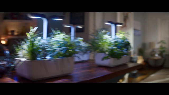 Video Reference: Plant, Light, Purple, Houseplant, Flowerpot, Grass, Wood, Rectangle, Flower Arranging, Event