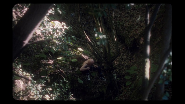 Video Reference: Plant, Wood, Terrestrial plant, Twig, Trunk, Fawn, Grass, Tints and shades, Forest, Natural landscape