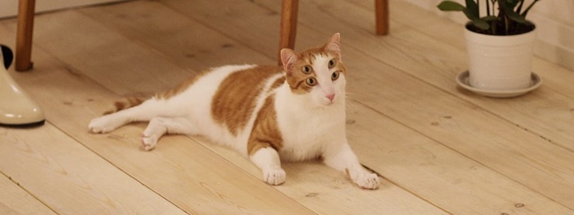 Video Reference: Cat, Wood, Carnivore, Felidae, Small to medium-sized cats, Whiskers, Floor, Flooring, Fawn, Hardwood